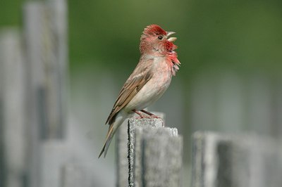 BUITEN BEELD Foto: 15233