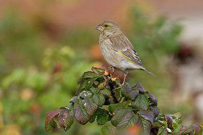 BUITEN BEELD Foto: 15237