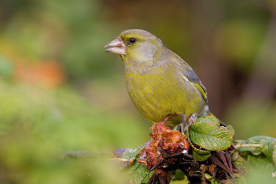 BUITEN BEELD Foto: 15238