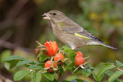 BUITEN BEELD Foto: 15239