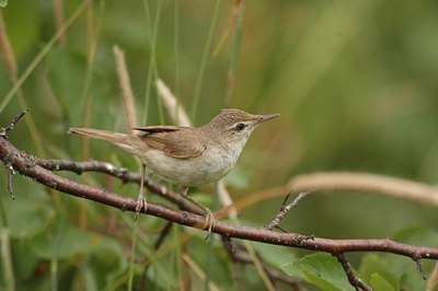 BUITEN BEELD Foto: 15245