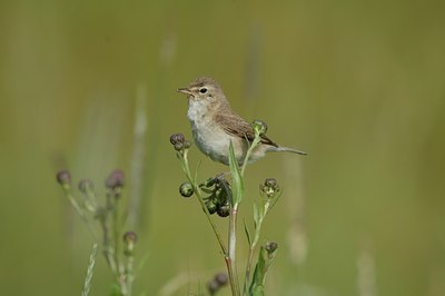 BUITEN BEELD Foto: 15273