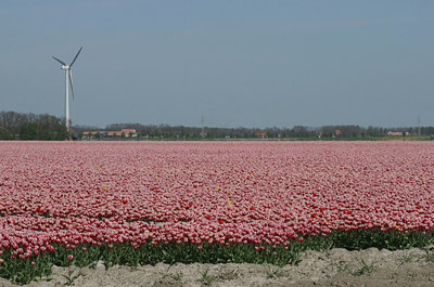 BUITEN BEELD Foto: 15282