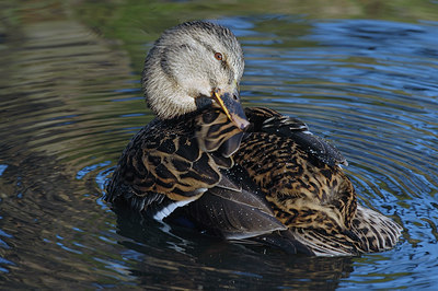 BUITEN BEELD Foto: 15293