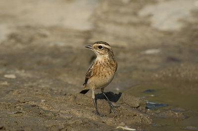 BUITEN BEELD Foto: 15304