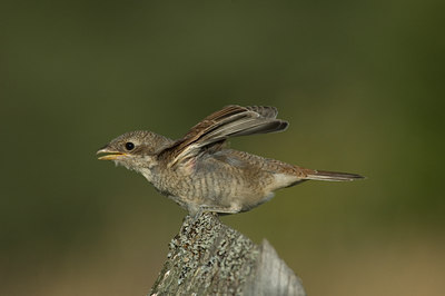 BUITEN BEELD Foto: 15306