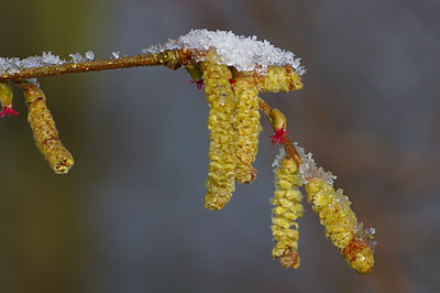 BUITEN BEELD Foto: 15313