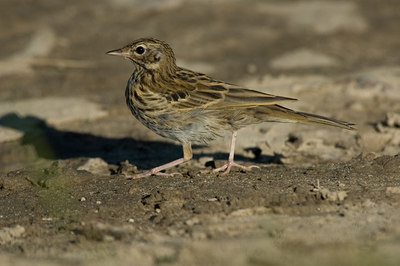 BUITEN BEELD Foto: 15338