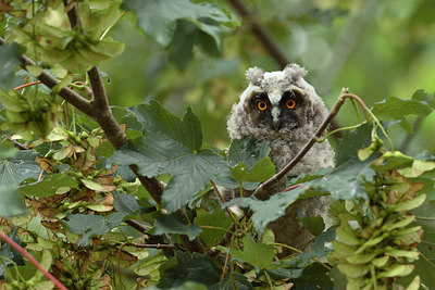 BUITEN BEELD Foto: 15365
