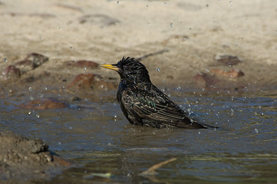 BUITEN BEELD Foto: 15371