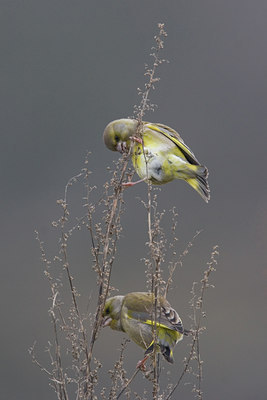 BUITEN BEELD Foto: 15379