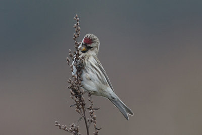 BUITEN BEELD Foto: 15381