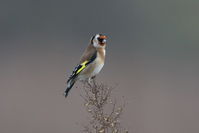 BUITEN BEELD Foto: 15383
