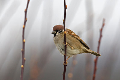 BUITEN BEELD Foto: 15386