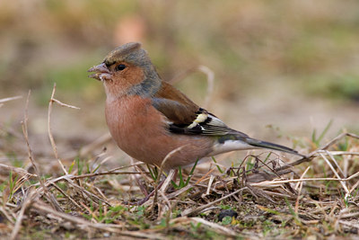 BUITEN BEELD Foto: 15388