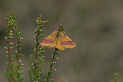 BUITEN BEELD Foto: 15389