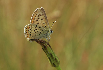 BUITEN BEELD Foto: 15391