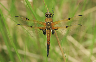 BUITEN BEELD Foto: 15392