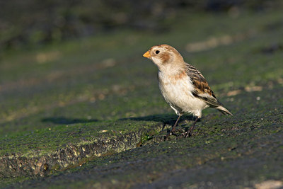 BUITEN BEELD Foto: 15427