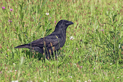 BUITEN BEELD Foto: 15429