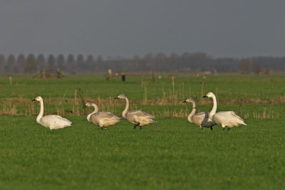 BUITEN BEELD Foto: 15431