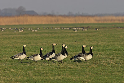 BUITEN BEELD Foto: 15432
