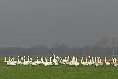 BUITEN BEELD Foto: 15435