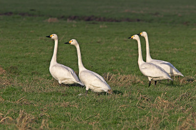 BUITEN BEELD Foto: 15445