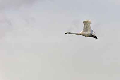 BUITEN BEELD Foto: 15452