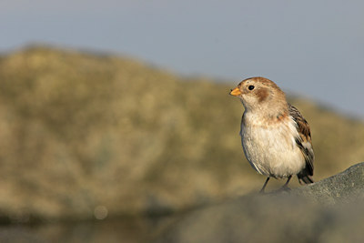BUITEN BEELD Foto: 15461