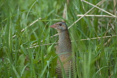 BUITEN BEELD Foto: 15464