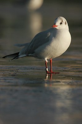 BUITEN BEELD Foto: 15470