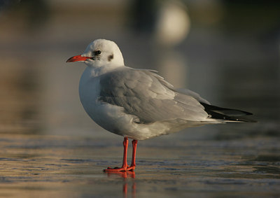 BUITEN BEELD Foto: 15471