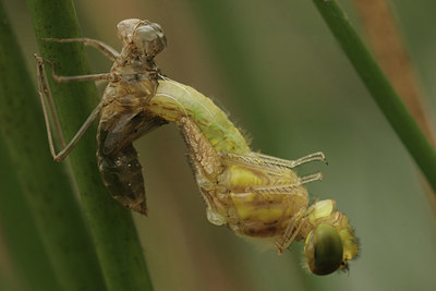 BUITEN BEELD Foto: 15473