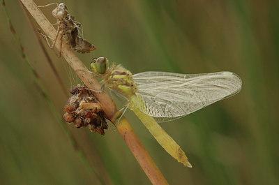 BUITEN BEELD Foto: 15475