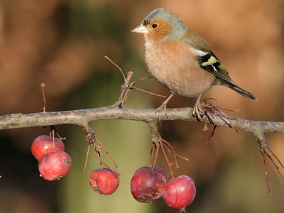 BUITEN BEELD Foto: 15495