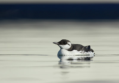 BUITEN BEELD Foto: 15497