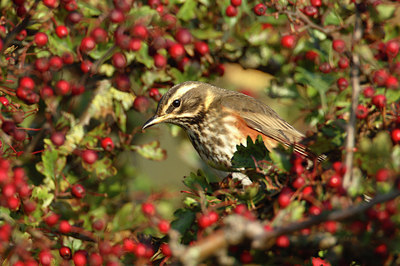 BUITEN BEELD Foto: 15498