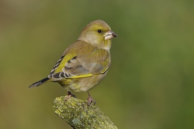 BUITEN BEELD Foto: 15500