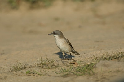 BUITEN BEELD Foto: 15512