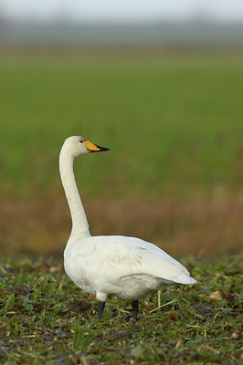 BUITEN BEELD Foto: 15531