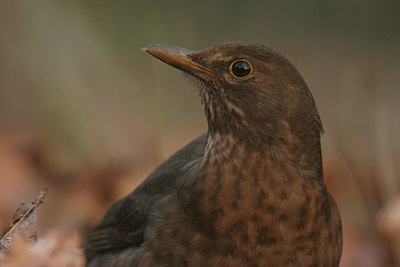 BUITEN BEELD Foto: 15539