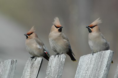 BUITEN BEELD Foto: 15541