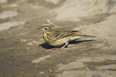 BUITEN BEELD Foto: 15579