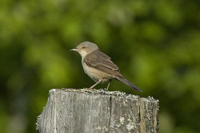 BUITEN BEELD Foto: 15584