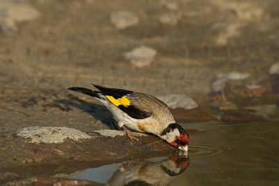 BUITEN BEELD Foto: 15605
