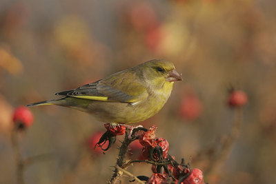 BUITEN BEELD Foto: 15610