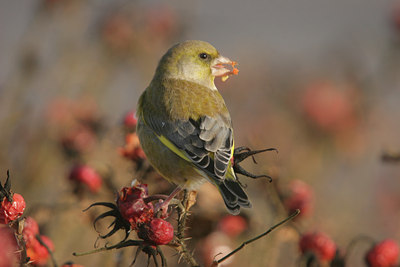 BUITEN BEELD Foto: 15612