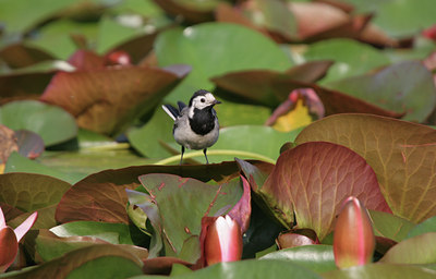 BUITEN BEELD Foto: 15653