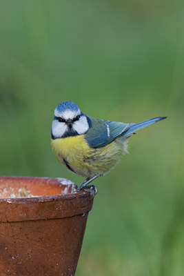 BUITEN BEELD Foto: 15659